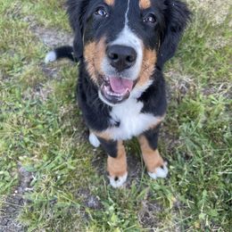 Bernese Mountain Dog Puppies from Hilltop K9