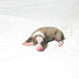 Layla Female 3 - Blue fawn female Italian Greyhound puppy in Sparta Tn And Caryville Fl, Tennessee from Summerwind Kennel