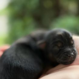 Raven - Black and tan female Yorkshire Terrier puppy in Parma Heights, Ohio from Yorkies of Ohio