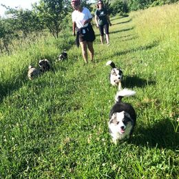 Icelandic Sheepdog Puppies from Kessel Run Icelandic Sheepdogs