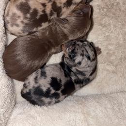 Hulk - Chocolate and tan male Dachshund puppy in Dinwiddie, Virginia from White Oak Kennels