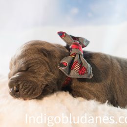 Mr. Red - Great Dane puppy from Indigo Blu Danes