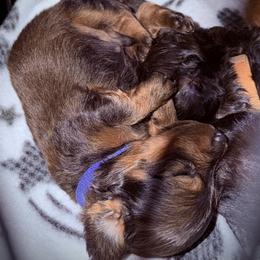 Dark blue - Brindle male Dachshund puppy in Mountain Home, Arkansas from Southern Charm Kennels