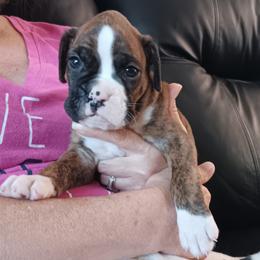 Boy 5 flashy brindle - Brindle male Boxer puppy in Morriston, Florida from Like The Wind Boxers
