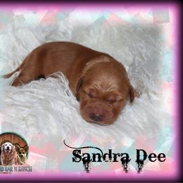 Sandra Dee - Dark golden female Golden Retriever puppy in Anson, Texas from Diamond Bar N Ranch