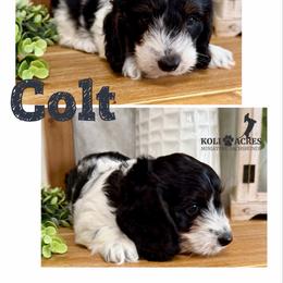 Colt - AKC - Silky - Black and tan male Dachshund puppy in Kemp, Texas from Koli Acres
