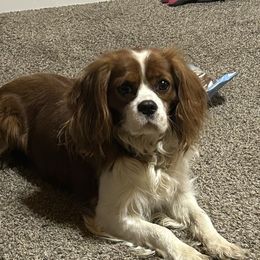 Archer - Cavalier King Charles Spaniel