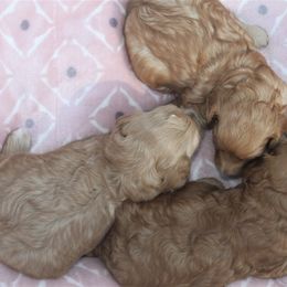 Goldendoodle Puppies from Taylor Town Doodles