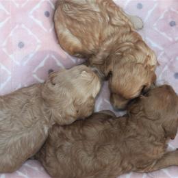 Goldendoodle Puppies from Taylor Town Doodles