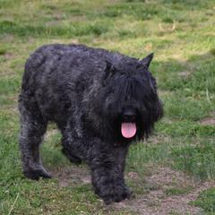 Cinza - Bouvier des Flandres
