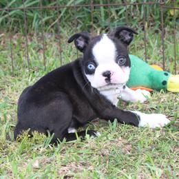 Tito Brindle with Two-Toned Eyes - Black brindle and white male Boston Terrier puppy in Brooksville, Florida from Delamorés Pups