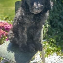 Solara - Chocolate female Goldendoodle puppy in Pasco, Washington from Camp Doodle Woods