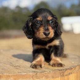 Churro (Financing Available) - Black and tan male Dachshund puppy in Inverness, Florida from Canaan Farm Corgis