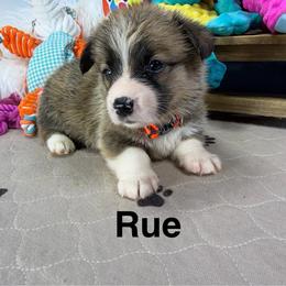 Rue - Sable male Pembroke Welsh Corgi puppy in Apison, Tennessee from Ashmore Corgis