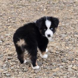 Boy 9 - Black tri male Miniature Australian Shepherd puppy in Ola, Arkansas from Peaceful Acres