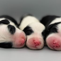 Sheepadoodles from River City Doodles TN