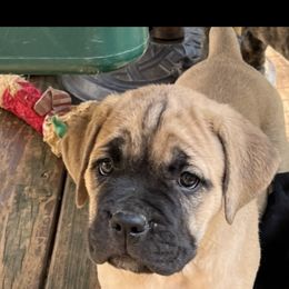 Cane Corso Puppies from Palazzo Cane Corso