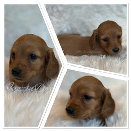 Pecan - Red male Dachshund puppy in Chehalis, Washington from McJazzin Doxies
