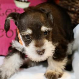 Ms. Tangerine - Liver female Miniature Schnauzer puppy in Pensacola, Florida from Reservoir Dogs