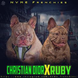 French Bulldog puppies from NVME Frenchies