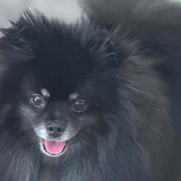 Pomeranians from crystal Gootee