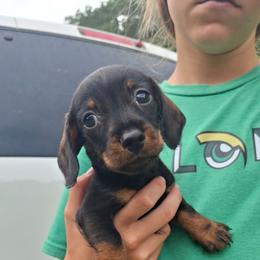 Rusty - Black and tan male Dachshund puppy in Oakman, Alabama from MEL Puppies