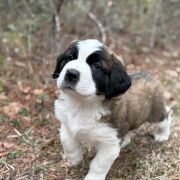 Black collar male - Mahogany and white male Saint Bernard puppy in Albany, Georgia from Magnolia Saint Bernards