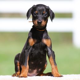 Nymor - Black and rust male Doberman Pinscher puppy in Rockwall, Texas from Elitehaus