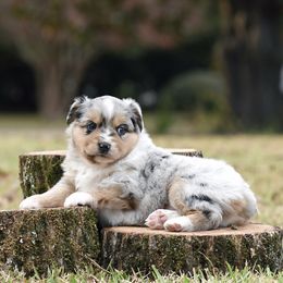 Gala - Blue merle female Miniature Australian Shepherd puppy in White Oak, Texas from Triple Lake Ranch Miniature Australian Shepherds