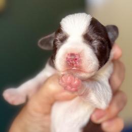 Lucy chocolate white parti pending eye color - Parti female Miniature Schnauzer puppy in Temple, Texas from Schnauzers Of Taylor