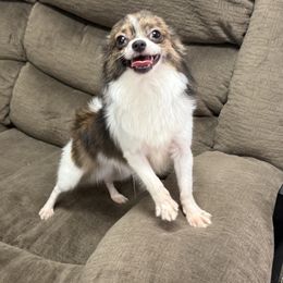 Ash - Fawn brindled black male Chihuahua puppy in Cedartown, Georgia from Ferguson Border Collies
