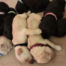 Goldendoodles from Curry's Doodles