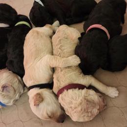 Goldendoodles from Curry's Doodles