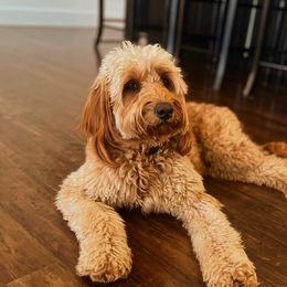 River - Goldendoodle