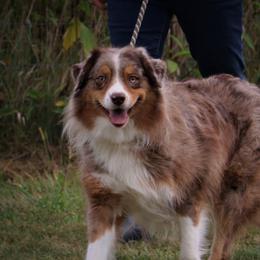 Quest - Australian Shepherd