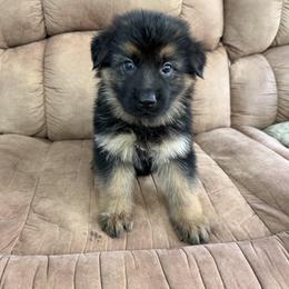 White Collar - Black and red female German Shepherd puppy in Killen, Alabama from Southern Lakes German Shepherds