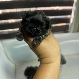 Kobe - Tricolor male Shih Tzu puppy in Azusa, California from RJ Shih Tzu lover