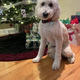 Goldendoodle All Grown Up from Doodleicious GoldenDoodles