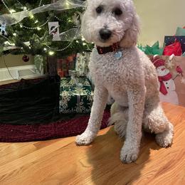 Goldendoodle All Grown Up from Doodleicious GoldenDoodles