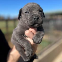 Katie-burgundy - Blue female Companion Cross puppy in Calimesa, California from Teakwoodpoodleofsocal
