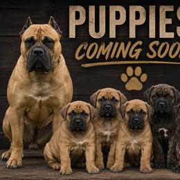 Green - Black male Boerboel puppy in Upper Pittsgrove, New Jersey from Witcher Boerboels - aka Jersey Boerboels
