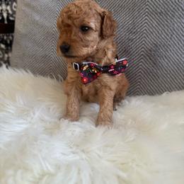 Art - Apricot male Goldendoodle puppy in Davie, Florida from Daviegoldendoodles