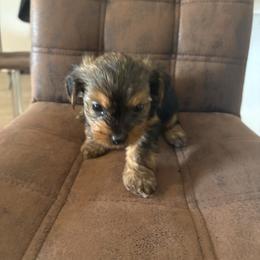 AJ - Chocolate, tan and white male Yorkshire Terrier puppy in Jacksonville, Florida from Lake Shore Yorkies