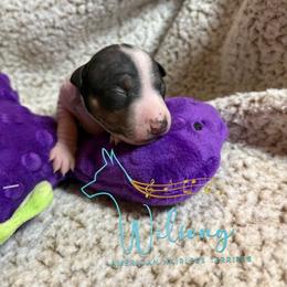 Kelce - White and black male American Hairless Terrier puppy in Smith Center, Kansas from Wilsong Kennel