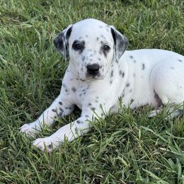 Greystone - White and black male Dalmatian puppy in Fontana, California from Maldonado's Dalmatians