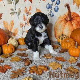 Nutmeg - Black and white female Sheepadoodle puppy in Austin, Texas from Darling Doodles
