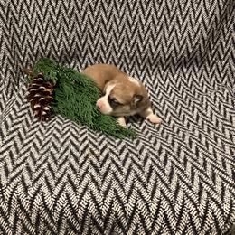 Girl 1 - Red female Pembroke Welsh Corgi puppy in Narvon, Pennsylvania from Corgi Companions (license number 18998)