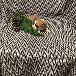 Girl 1 - Red female Pembroke Welsh Corgi puppy in Narvon, Pennsylvania from Corgi Companions (license number 18998)