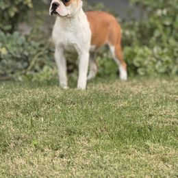 Boy 3 - Boston Terrier puppy from Muggin Bostons N Frenchies