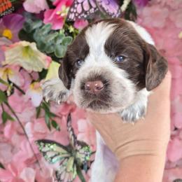 Boy 8 JACKFRUIT - Liver and white male English Springer Spaniel puppy in Saginaw, Michigan from Kemerer Springers
